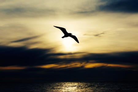 flying by Alex Wigan